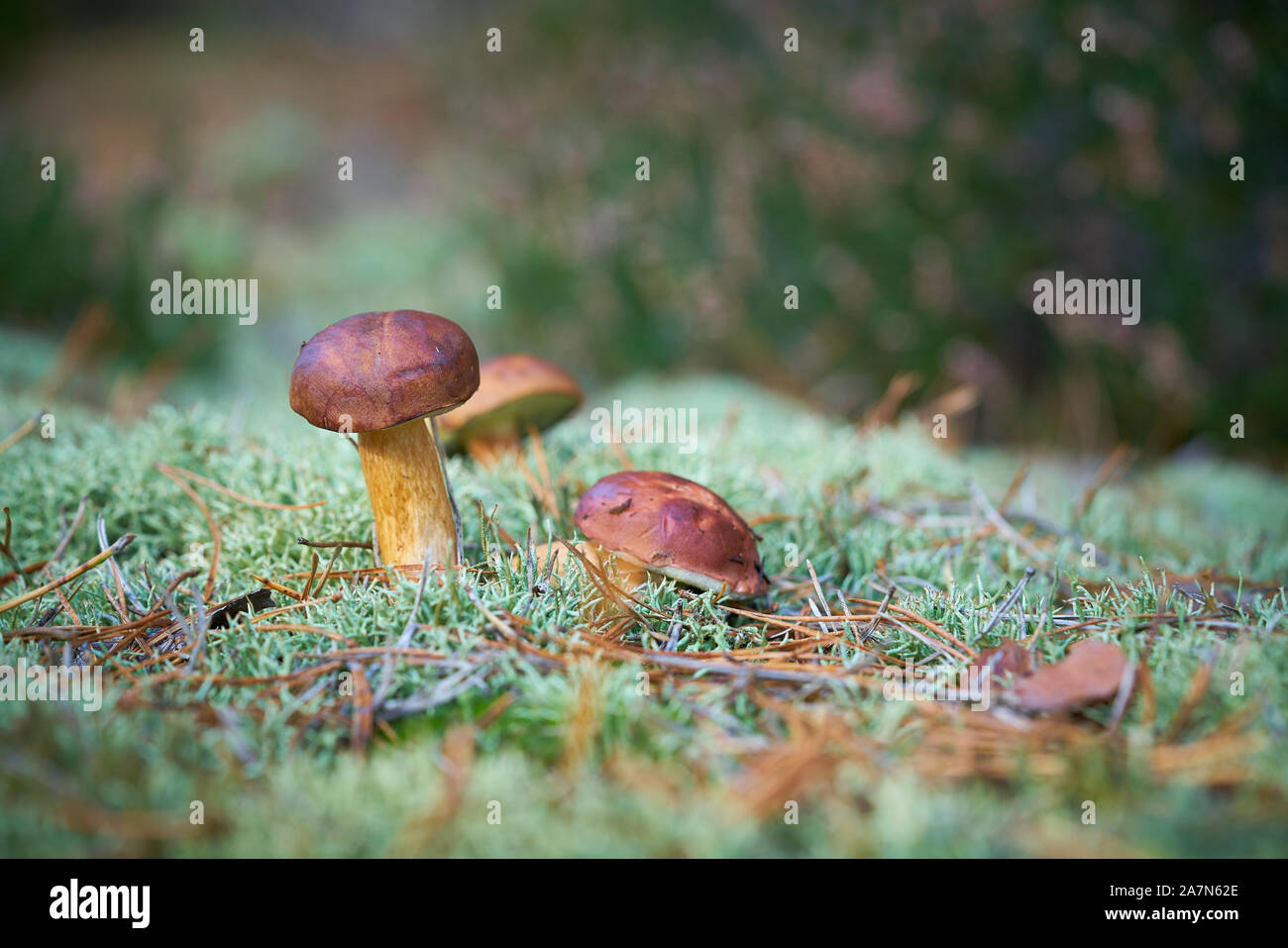 Bay boletus (Imleria badia) dans une forêt en automne Banque D'Images