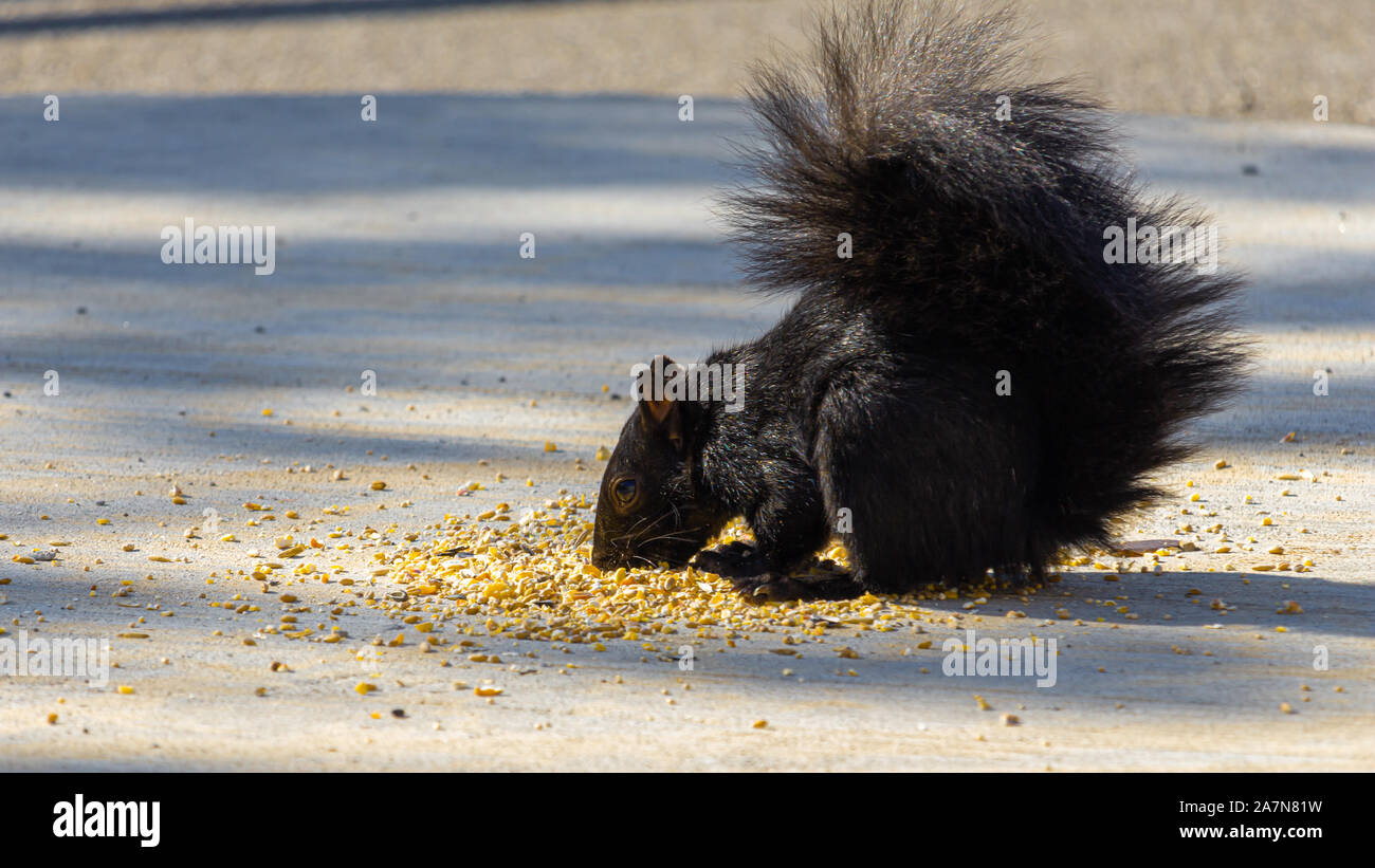 Un écureuil gris, couleur noire en raison d'une variation génétique melanistic, mange les graines qui ont été dispersés sur une plate-forme en béton. Banque D'Images