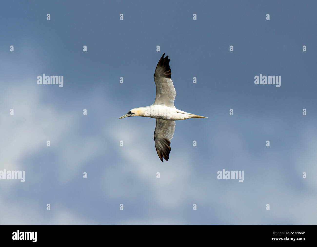 Gannet en vol, pris dans les îles Shetland, en Écosse Banque D'Images