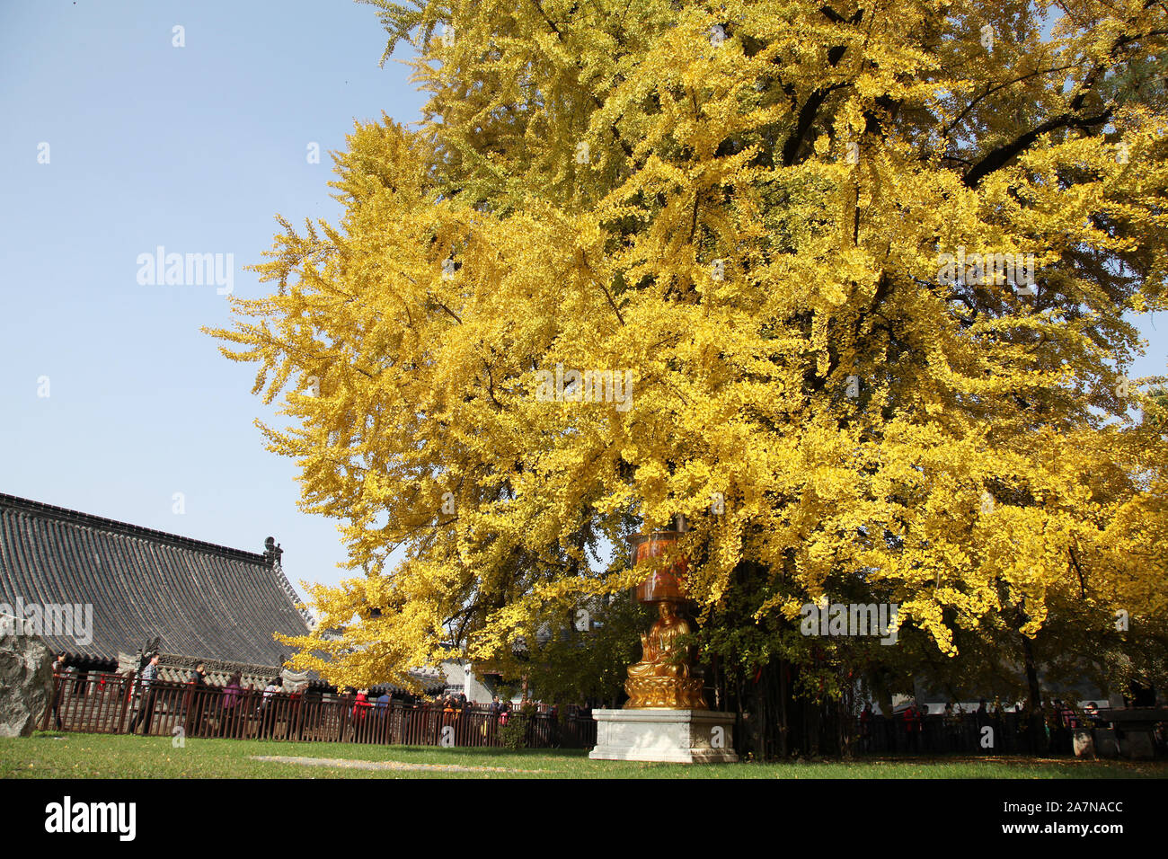 Vue de l'ancien arbre de ginkgo avec feuilles d'or à l'Ancien Temple bouddhiste Zen Kwanyin (gu Temple Bouddhiste Guanyin) dans les montagnes Zhongnan Banque D'Images