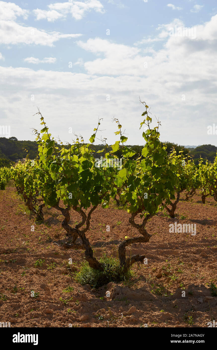 La viticulture traditionnelle dans de plus en plus de vignes vin vigne (Vitis vinifera) dans es ca Marí (Formentera, Pytiusic, Îles Baléares, Espagne) Banque D'Images