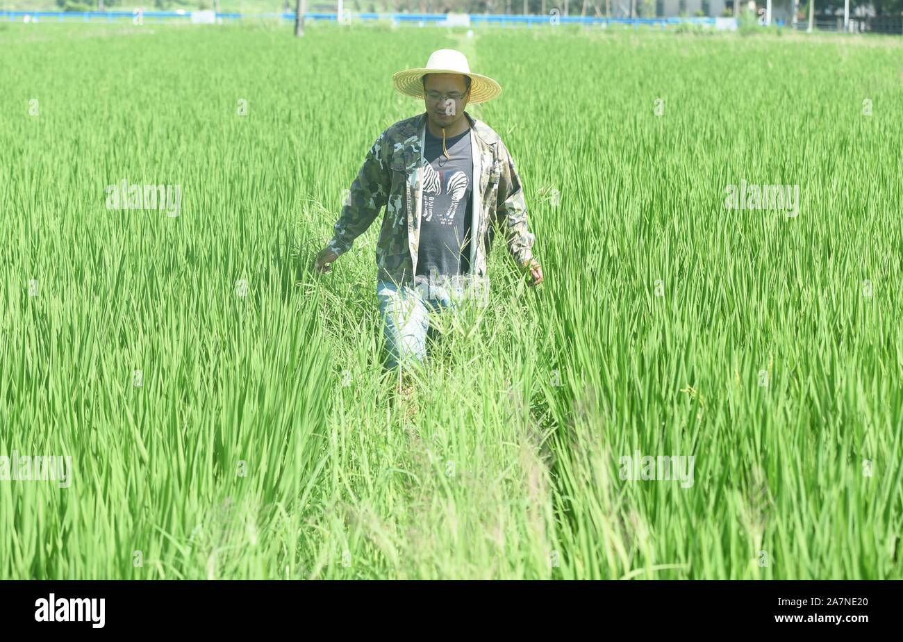 Un fermier chinois biotique des pulvérisations de pesticides pour les cultures avec les pulvérisateurs sur les rizières dans le district de Xiaoshan Hangzhou, ville, est de la Chine Zhejiang de bauvin Banque D'Images
