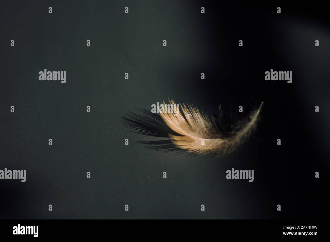 Plume marron sur fond noir Banque D'Images