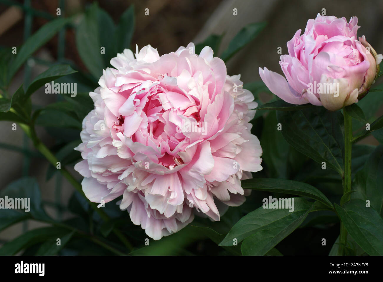 Paeonia lactiflora Sarah Bernhardt. Fleur de pivoine rose double. Paeonia lactiflora pivoine chinoise (ou même jardin pivoine). Banque D'Images