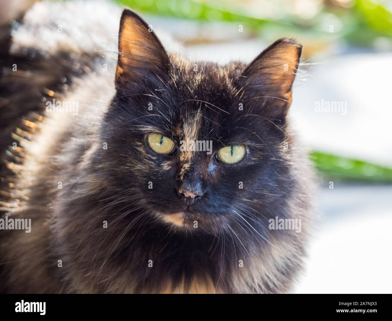 Feral Cat mendier dans Front Porch Banque D'Images