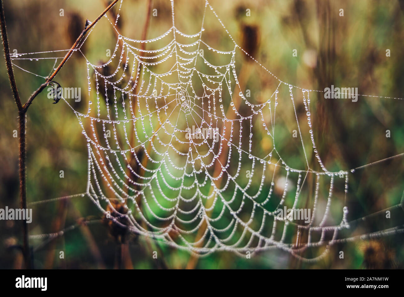 Spider web avec des gouttes de la rosée du matin, close-up. Banque D'Images