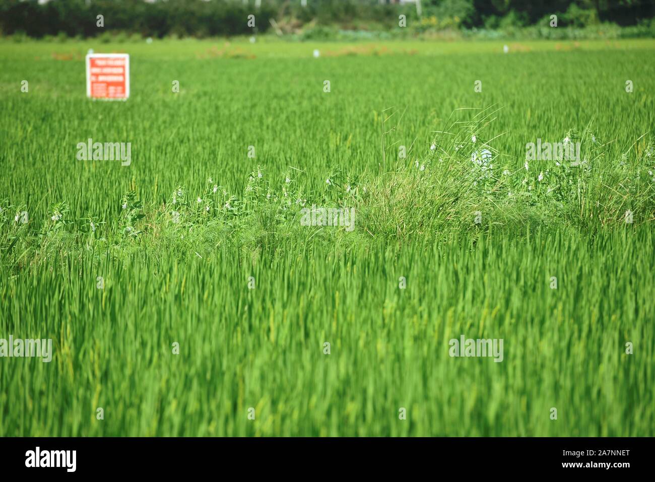 Un fermier chinois biotique des pulvérisations de pesticides pour les cultures avec les pulvérisateurs sur les rizières dans le district de Xiaoshan Hangzhou, ville, est de la Chine Zhejiang de bauvin Banque D'Images