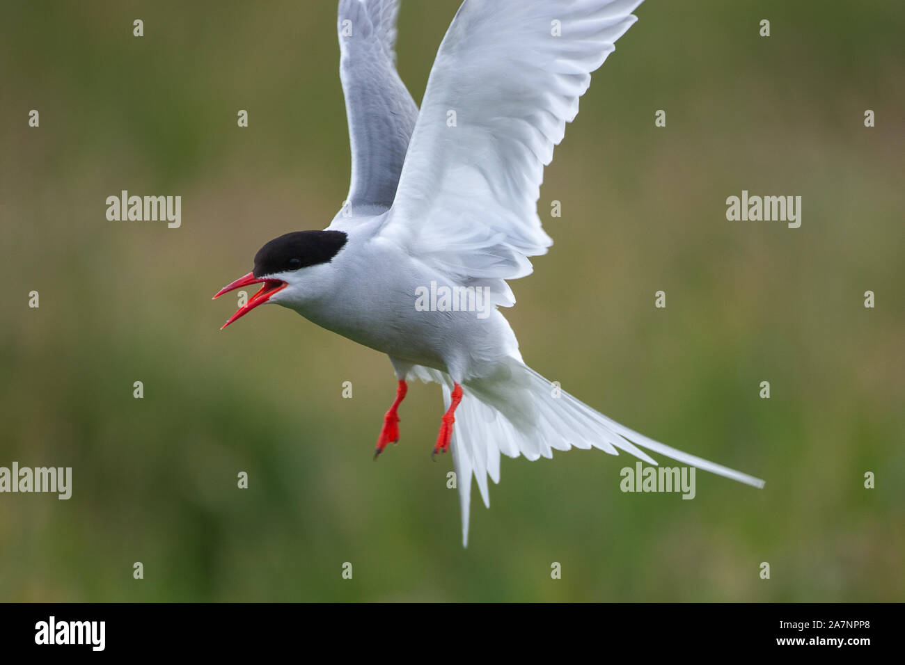 Sterne arctique (Sterna paradisaea), sont principalement plumage gris et blanc, avec un bec rouge/orangée et pieds, front blanc, une nuque noire et couronne. Banque D'Images