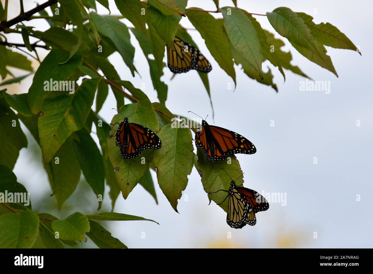 La migration des papillons monarques Banque D'Images