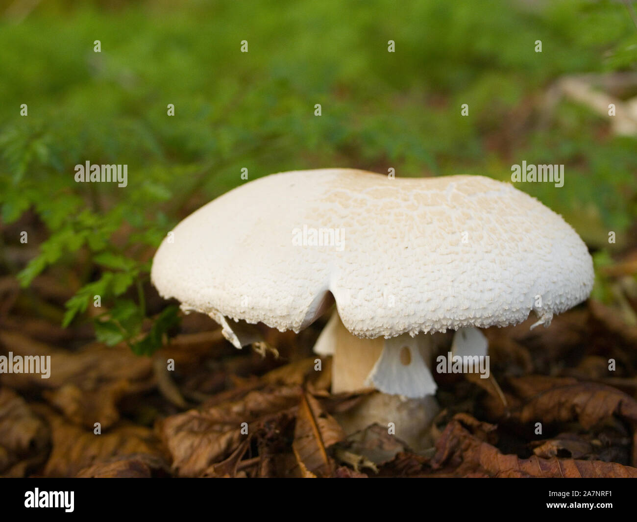 Champignons Agaricus arvensis, cheval, poussant dans la forêt, automne, UK Banque D'Images