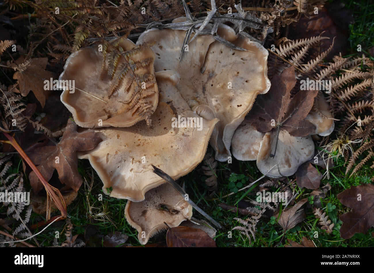 Grande diversité des espèces de champignons sauvages dans les forêts de hêtre de la Sierra de Urbasa, Nafarroa, dans le Nord de la Péninsule ibérique Banque D'Images