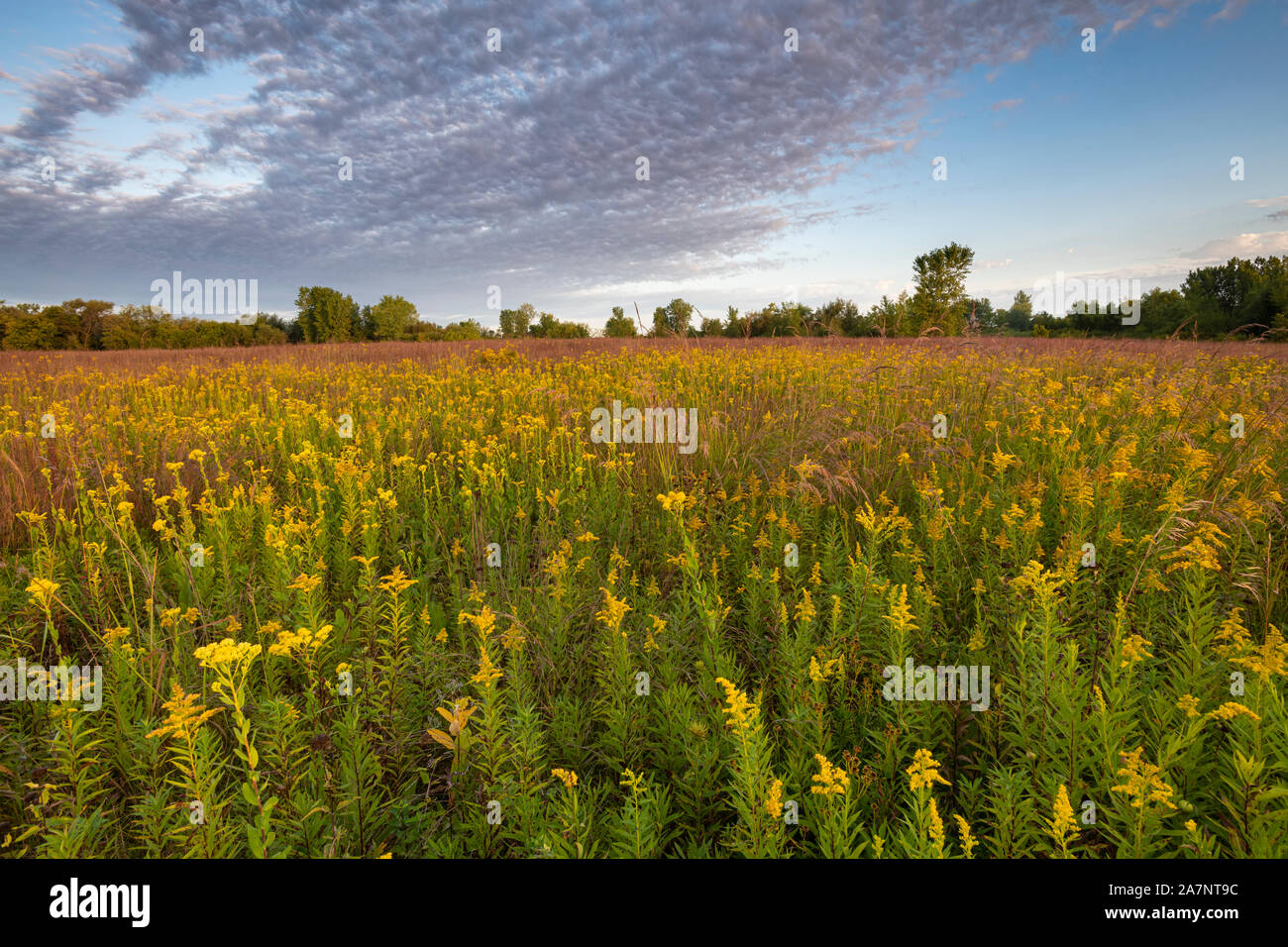 Des verges (Solidago) croissant dans les provinces des Prairies, septembre, comté de Dakota, MN, USA, par Dominique Braud/Dembinsky Assoc Photo Banque D'Images