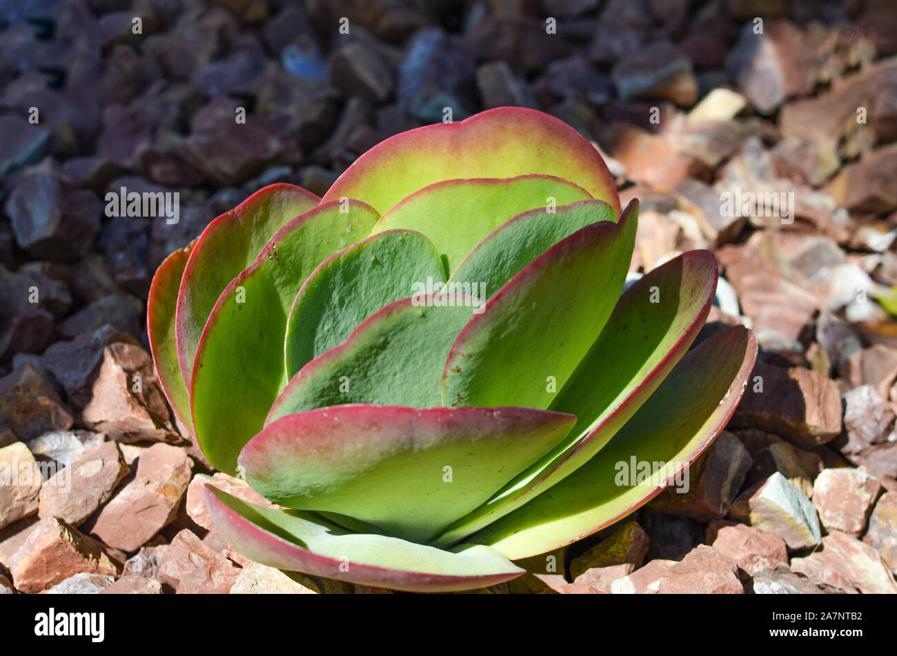 Close-up of silver dollar plante dans le jardin d'une ferme . Banque D'Images