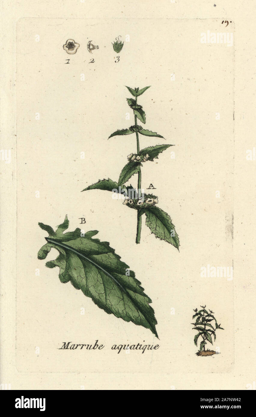 Lycopus europaeus, Gypsywort. Coloriée dessinée botanique et gravé par Pierre Brisson de son propre 'Flora Parisiensis," 1776, Paris, P.F. Didot. Pierre Brisson (1752-1793 était un célèbre botaniste français, pionnier de la trois-couleurs-plaque d'impression. Son introduction aux fleurs de Paris inclus 640 plantes. Banque D'Images