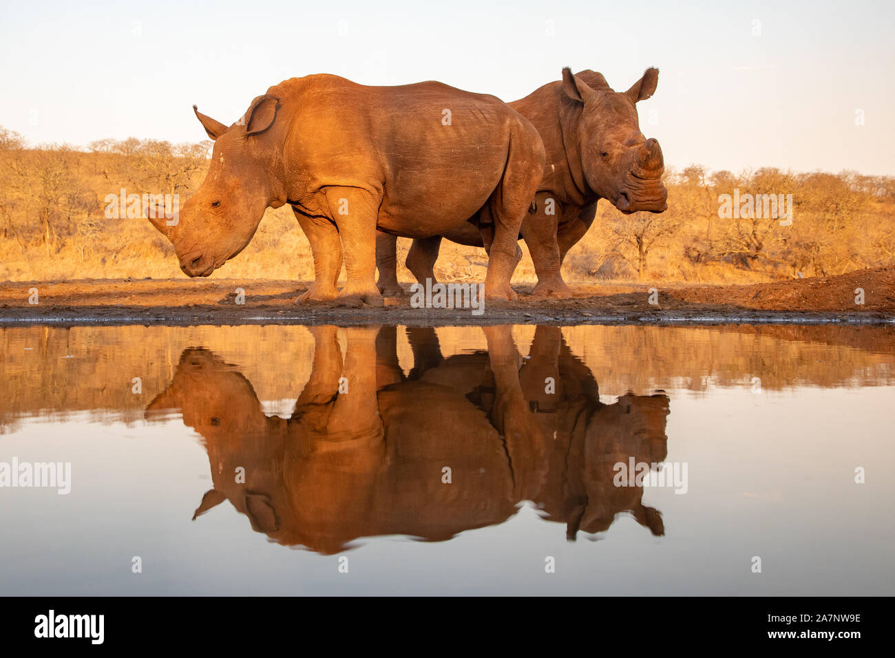 Une mère et son bébé approche rhino un étang pour boire à l'heure d'or Banque D'Images