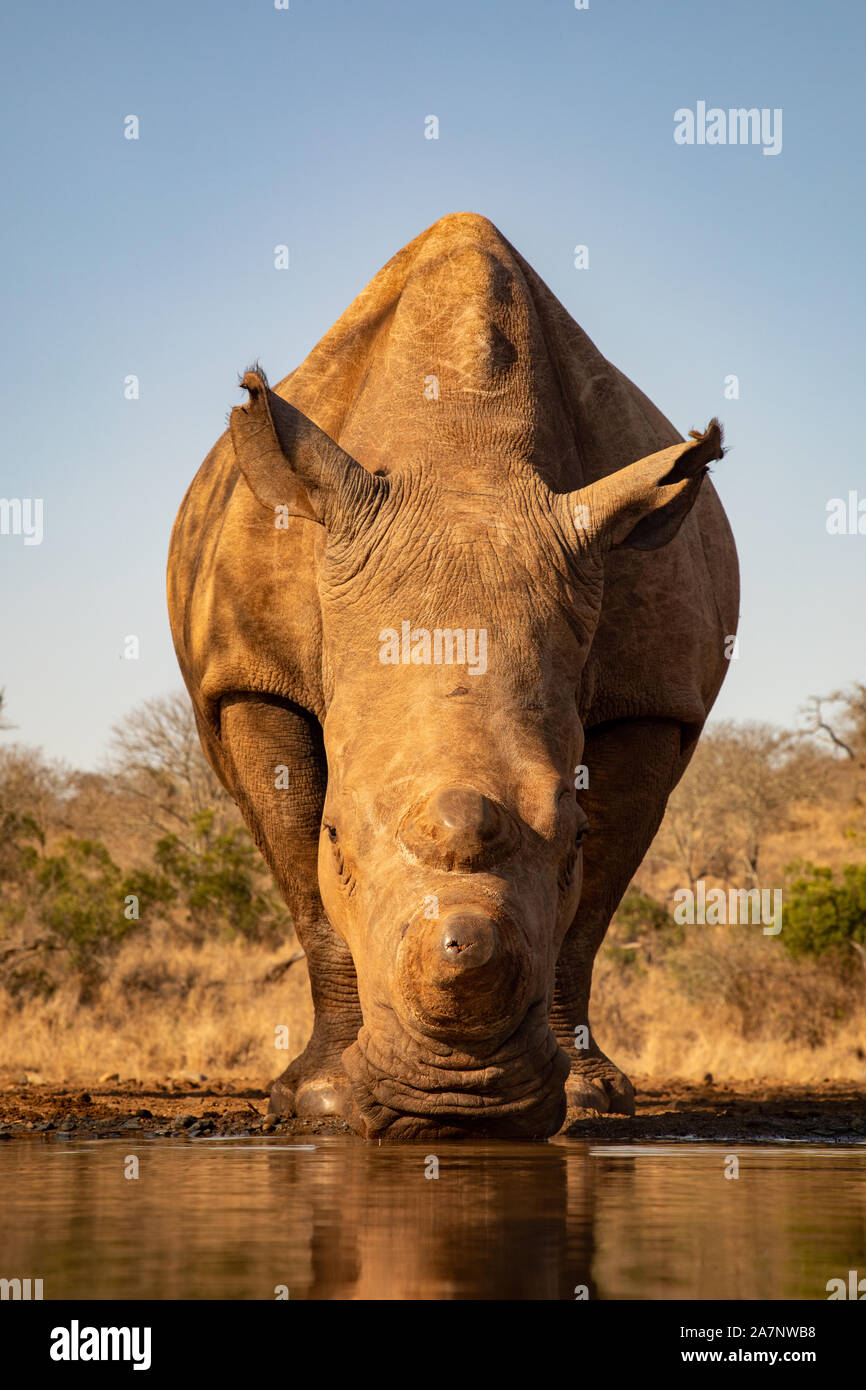Un rhinocéros adultes boire d'une piscine dans Zimanga jeu privé reserver Banque D'Images