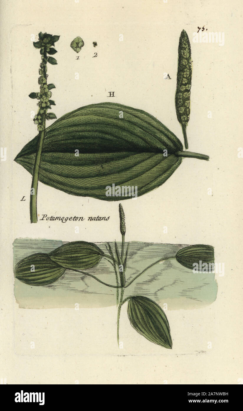 Potamot à feuilles larges, Potamogeton natans. Coloriée dessinée botanique et gravé par Pierre Brisson de son propre 'Flora Parisiensis," 1776, Paris, P.F. Didot. Pierre Brisson (1752-1793) était un célèbre botaniste français, pionnier de la trois-couleurs-plaque d'impression. Son introduction aux fleurs de Paris inclus 640 plantes. Banque D'Images