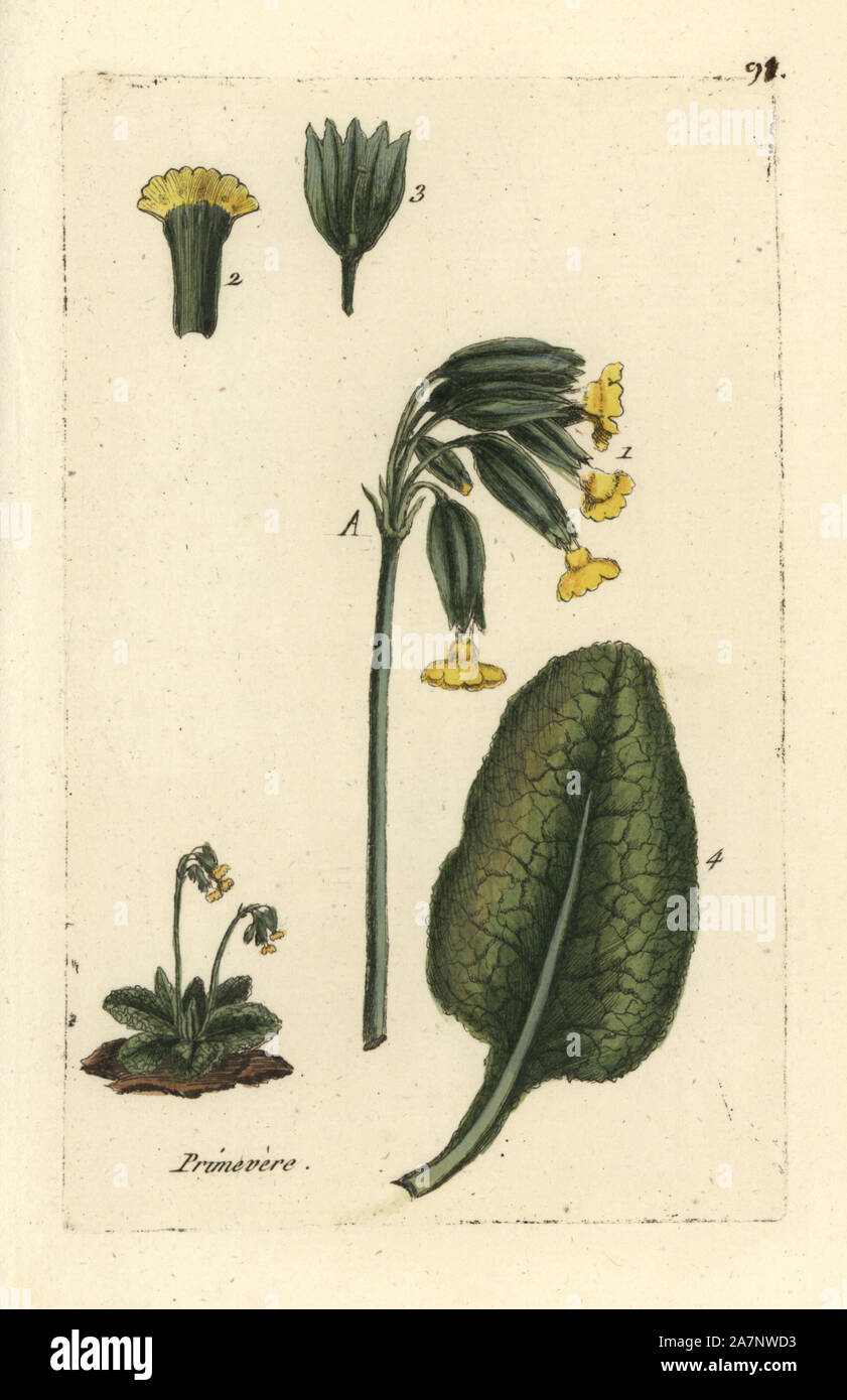 Coucou bleu, Primula veris. Coloriée dessinée botanique et gravé par Pierre Brisson de son propre 'Flora Parisiensis," 1776, Paris, P.F. Didot. Pierre Brisson (1752-1793) était un célèbre botaniste français, pionnier de la trois-couleurs-plaque d'impression. Son introduction aux fleurs de Paris inclus 640 plantes. Banque D'Images