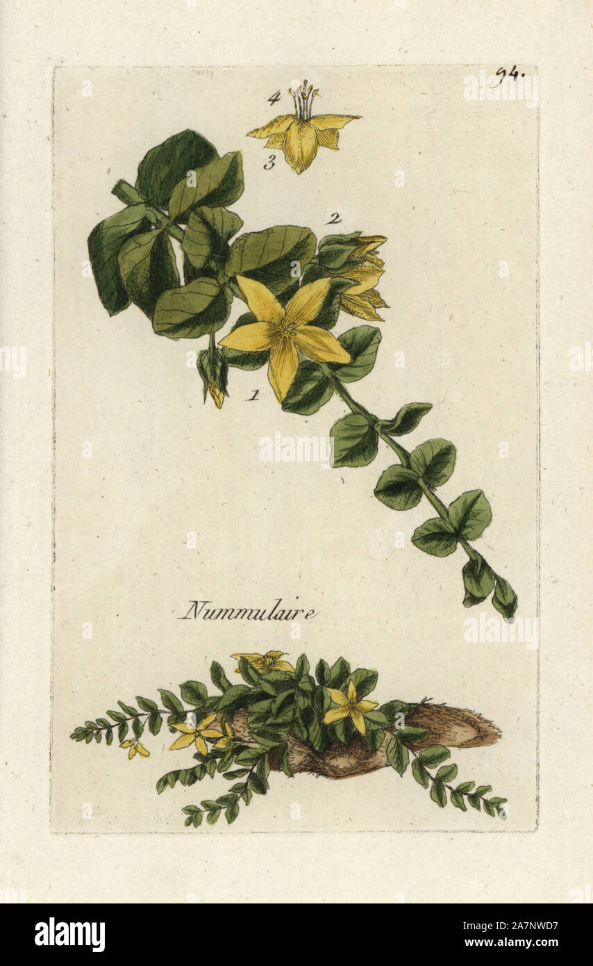 , Lysimaque nummulaire Lysimachia nummularia. Coloriée dessinée botanique et gravé par Pierre Brisson de son propre 'Flora Parisiensis," 1776, Paris, P.F. Didot. Pierre Brisson (1752-1793) était un célèbre botaniste français, pionnier de la trois-couleurs-plaque d'impression. Son introduction aux fleurs de Paris inclus 640 plantes. Banque D'Images