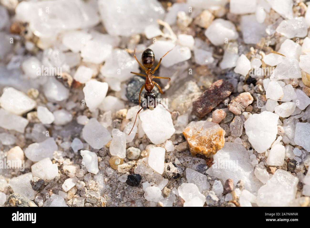 Ant l'exécution sur les roches de quartz blanc un fond de galets dans désert du Nevada Banque D'Images