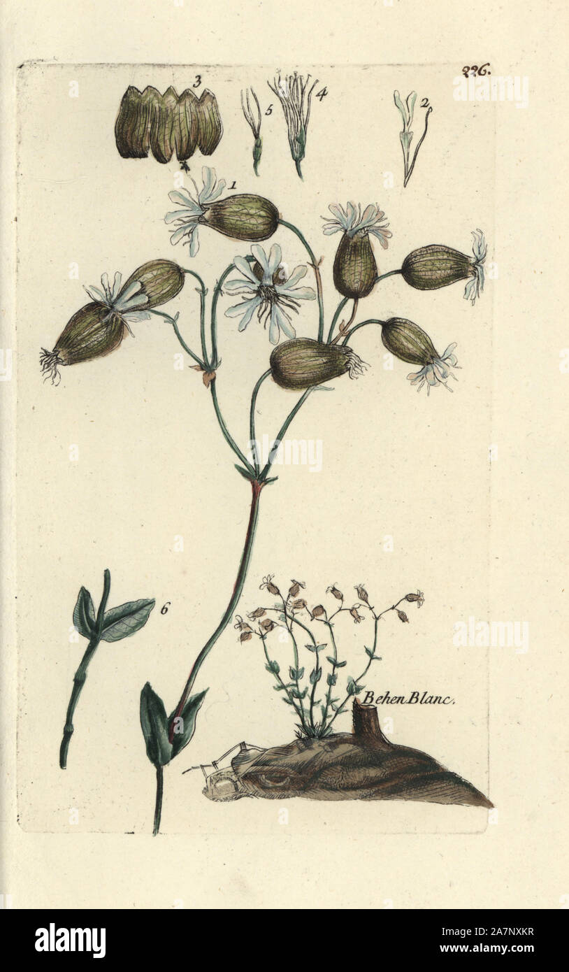 Behen, album blanc Behen. Coloriée dessinée botanique et gravé par Pierre Brisson de son propre 'Flora Parisiensis," 1776, Paris, P. F. Didot. Pierre Brisson (1752-1793) était un célèbre botaniste français, pionnier de la trois-couleurs-plaque d'impression. Son introduction aux fleurs de Paris inclus 640 plantes. Banque D'Images