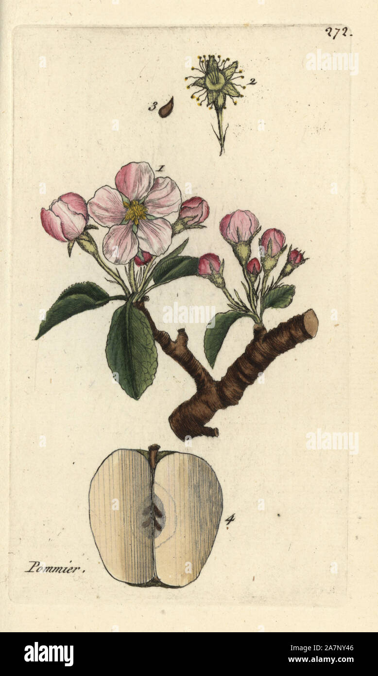 Apple, Pyrus malus. Coloriée dessinée botanique et gravé par Pierre Brisson de son propre 'Flora Parisiensis," 1776, Paris, P. F. Didot. Pierre Brisson (1752-1793) était un célèbre botaniste français, pionnier de la trois-couleurs-plaque d'impression. Son introduction aux fleurs de Paris inclus 640 plantes. Banque D'Images