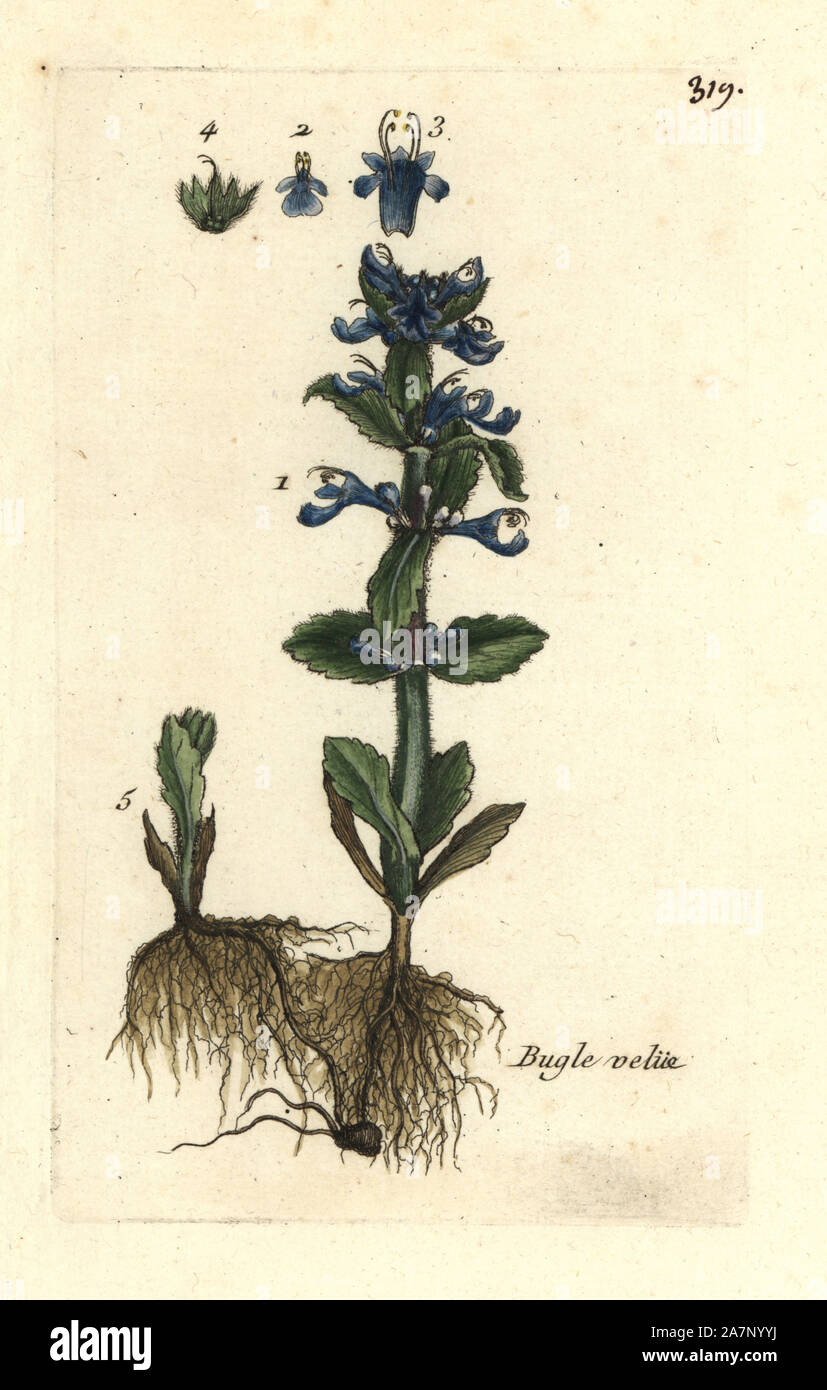 Ajuga pyramidalis bugle pyramidale. Coloriée dessinée botanique et gravé par Pierre Brisson de son propre 'Flora Parisiensis," 1776, Paris, P. F. Didot. Pierre Brisson (1752-1793) était un célèbre botaniste français, pionnier de la trois-couleurs-plaque d'impression. Son introduction aux fleurs de Paris inclus 640 plantes. Banque D'Images