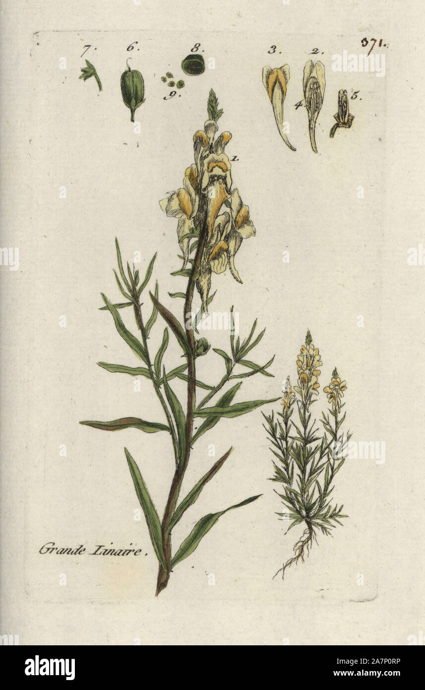 Lin sauvage jaune Antirrhinum, Linaria. Coloriée dessinée botanique et gravé par Pierre Brisson de son propre 'Flora Parisiensis," 1776, Paris, P. F. Didot. Pierre Brisson (1752-1793) était un célèbre botaniste français, pionnier de la trois-couleurs-plaque d'impression. Son introduction aux fleurs de Paris inclus 640 plantes. Banque D'Images