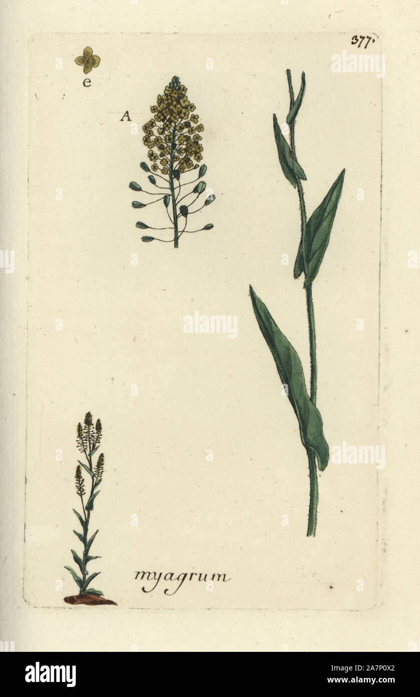 Ballmustard Neslia paniculata, jaune. Coloriée dessinée botanique et gravé par Pierre Brisson de son propre 'Flora Parisiensis," 1776, Paris, P. F. Didot. Pierre Brisson (1752-1793) était un célèbre botaniste français, pionnier de la trois-couleurs-plaque d'impression. Son introduction aux fleurs de Paris inclus 640 plantes. Banque D'Images