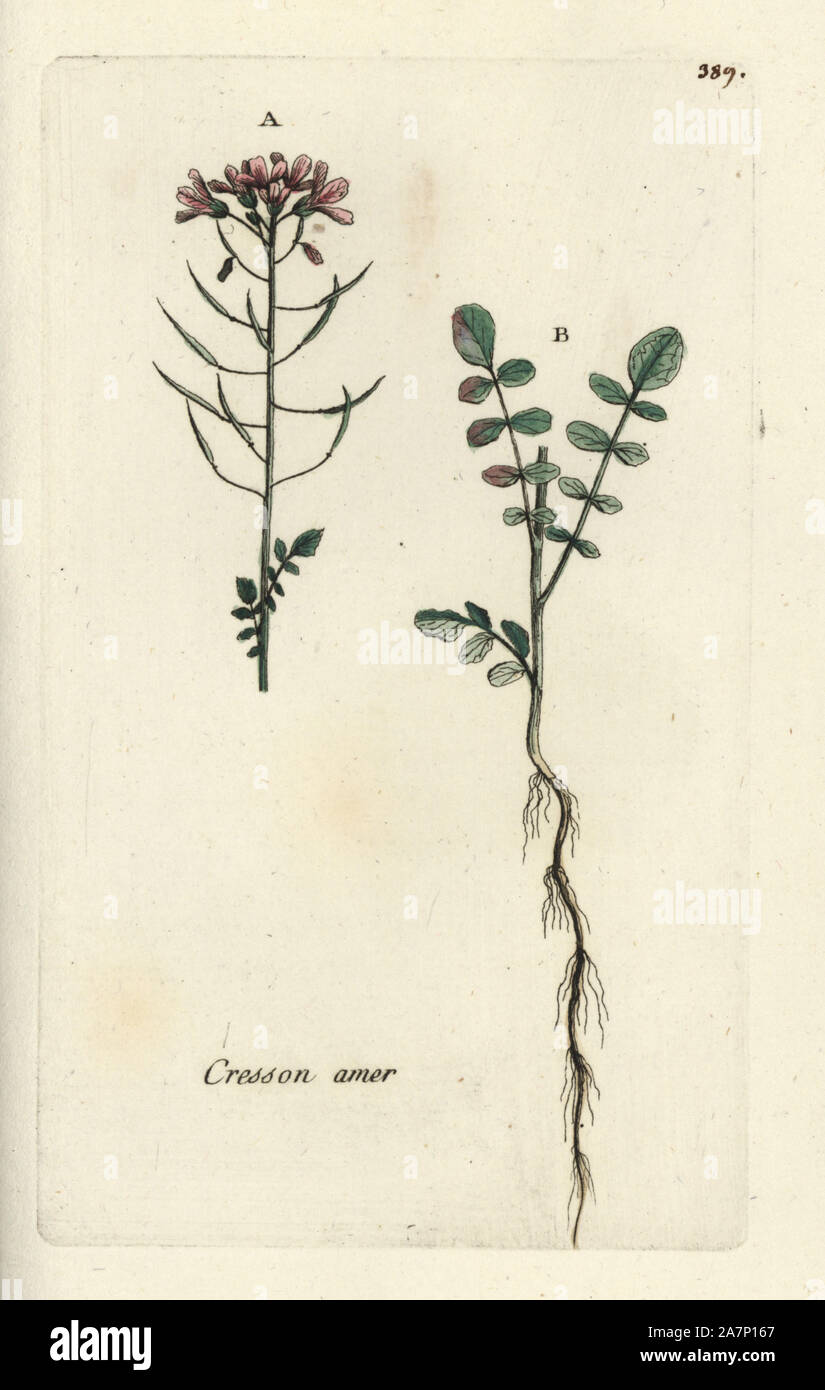 Grand bittercress, Cardamine amara. Coloriée dessinée botanique et gravé par Pierre Brisson de son propre 'Flora Parisiensis," 1776, Paris, P. F. Didot. Pierre Brisson (1752-1793) était un célèbre botaniste français, pionnier de la trois-couleurs-plaque d'impression. Son introduction aux fleurs de Paris inclus 640 plantes. Banque D'Images
