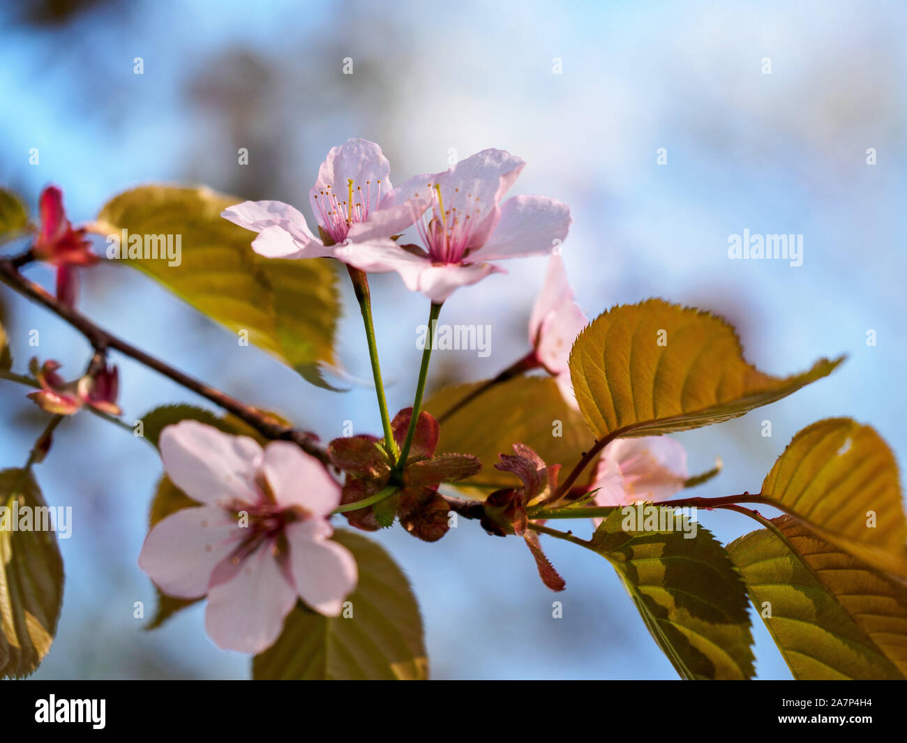 Les fleurs de cerisier avec des feuilles Banque D'Images