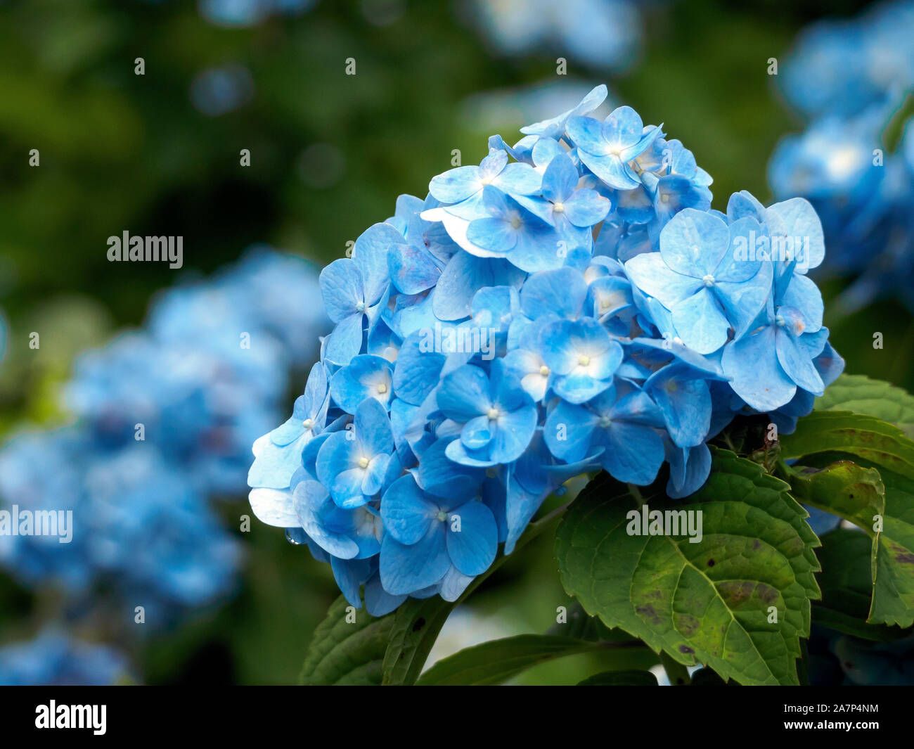 Close up d'un hortensia bleu Banque D'Images