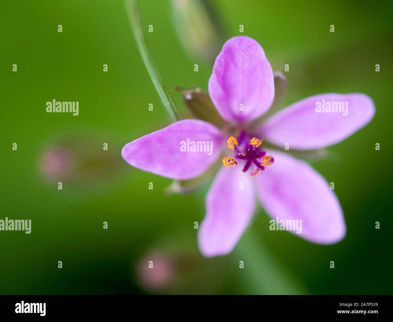 Gros plan d'une petite fleur rose Banque D'Images