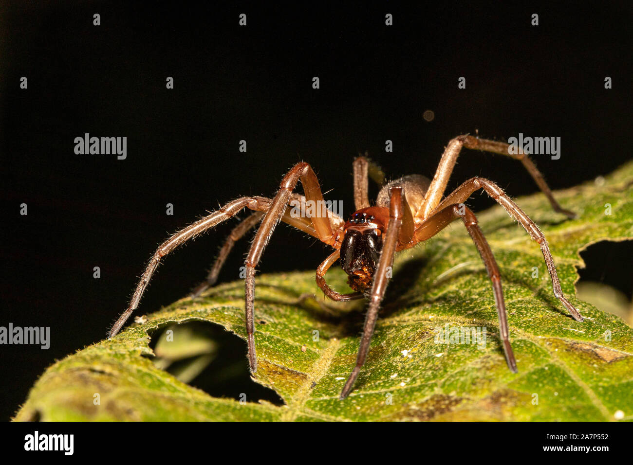 Araignée consommant un insecte dans la jungle près de Sao Paulo, Brésil Banque D'Images