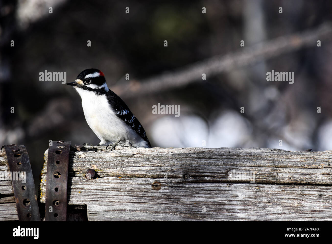 Pic mineur Banque D'Images