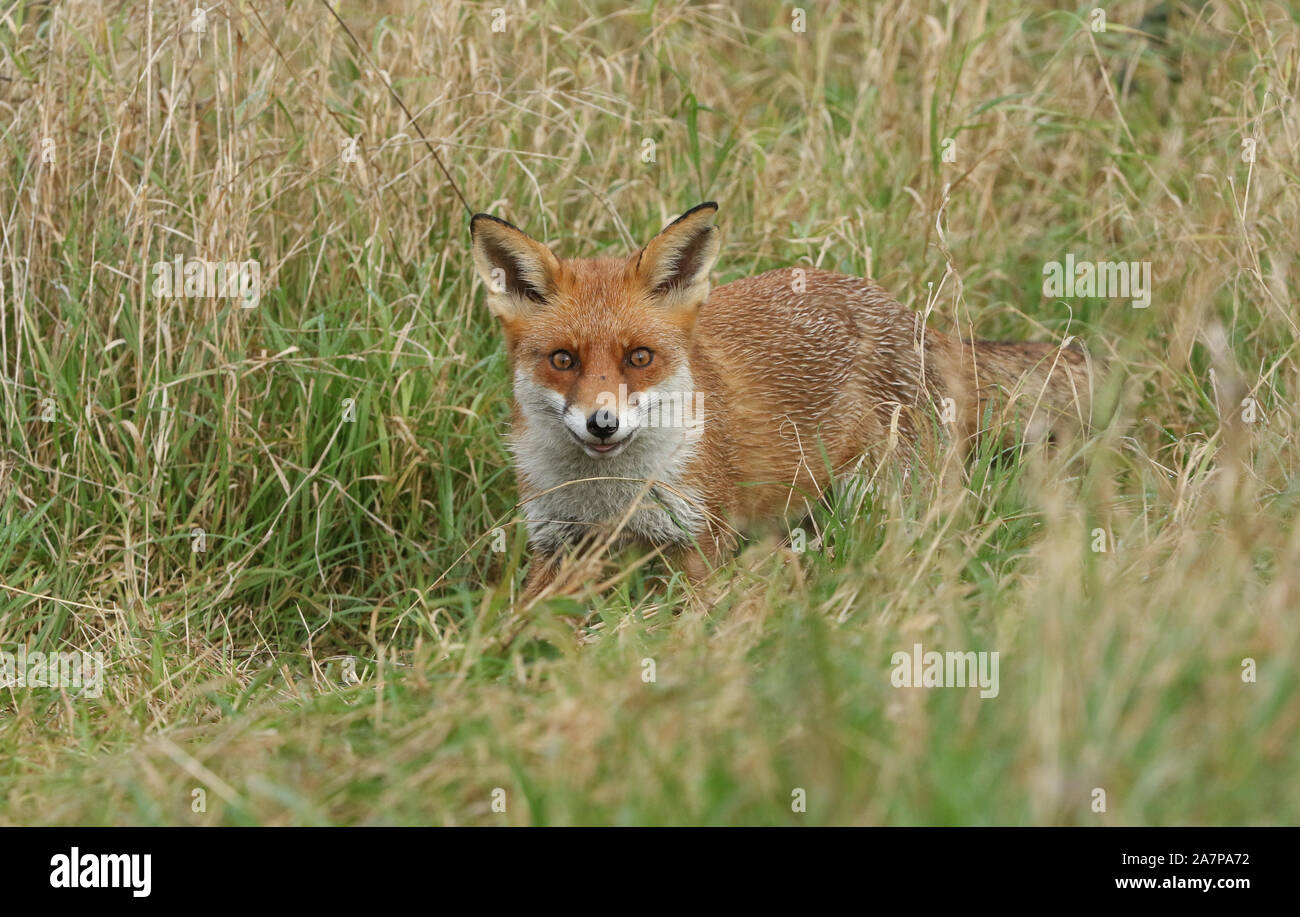 Un joli rouge sauvage, le Renard Vulpes vulpes, tirant une drôle de visage, tandis que la chasse à des fins alimentaires dans les hautes herbes. Banque D'Images