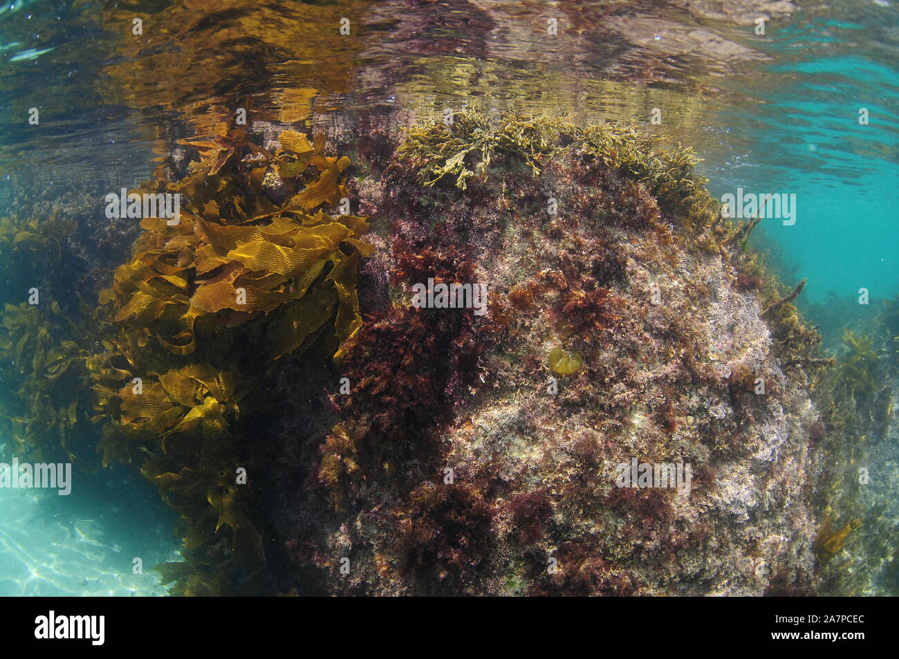 Rock sous couvert de diverses algues et court brown pétiolées varech briser la surface de l'océan calme. Banque D'Images