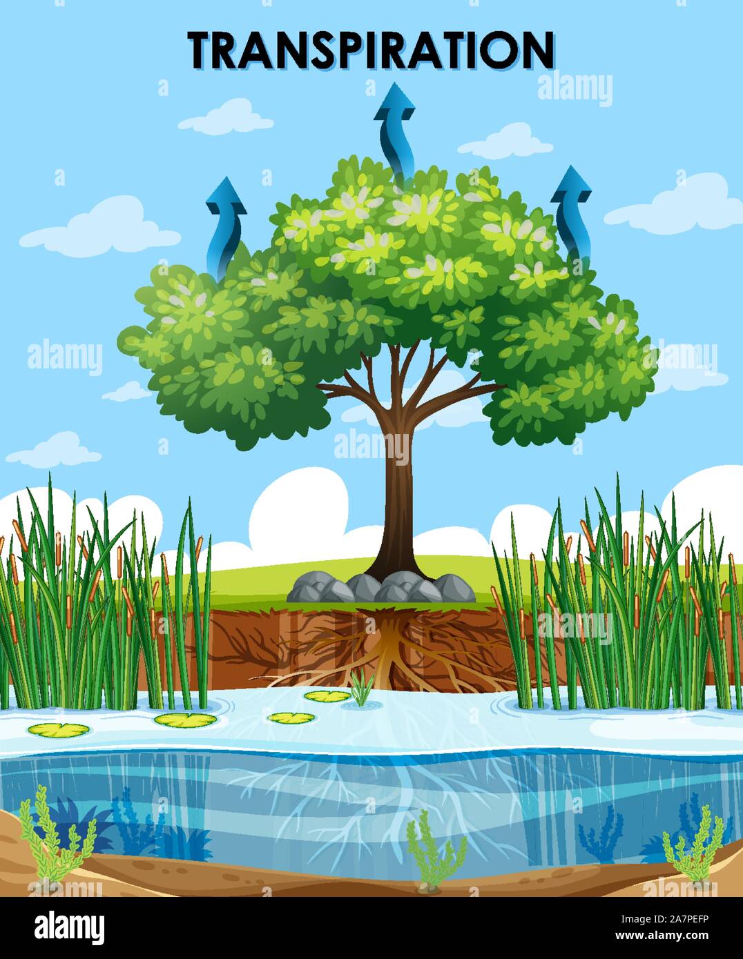 Décrire la scène transpiration des plantes illustration Illustration de Vecteur