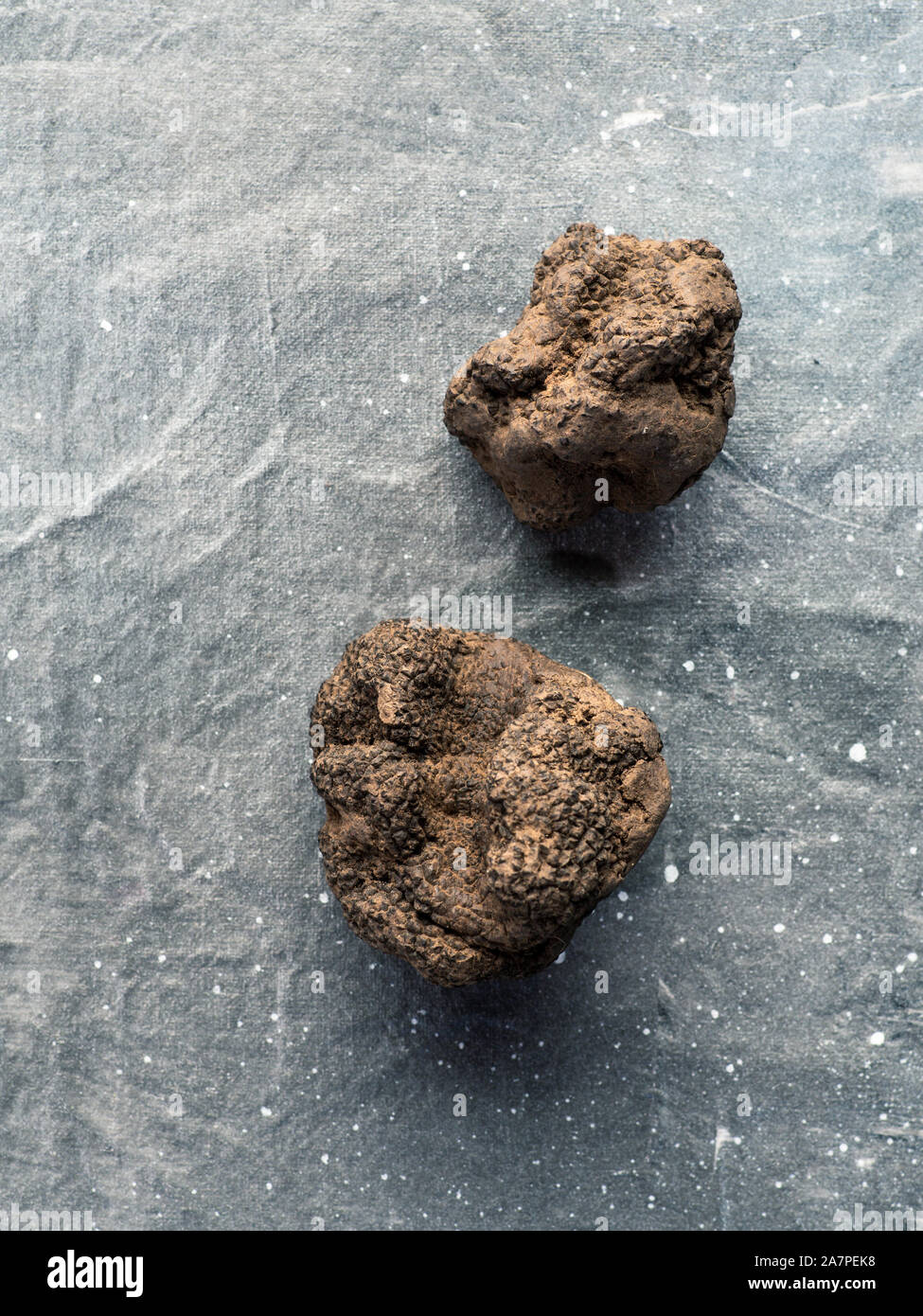 Chers champignons truffe noire rare sur fond gris. La verticale. Truffes noires Vue supérieure avec espace pour copier du texte ou dessin. Banque D'Images