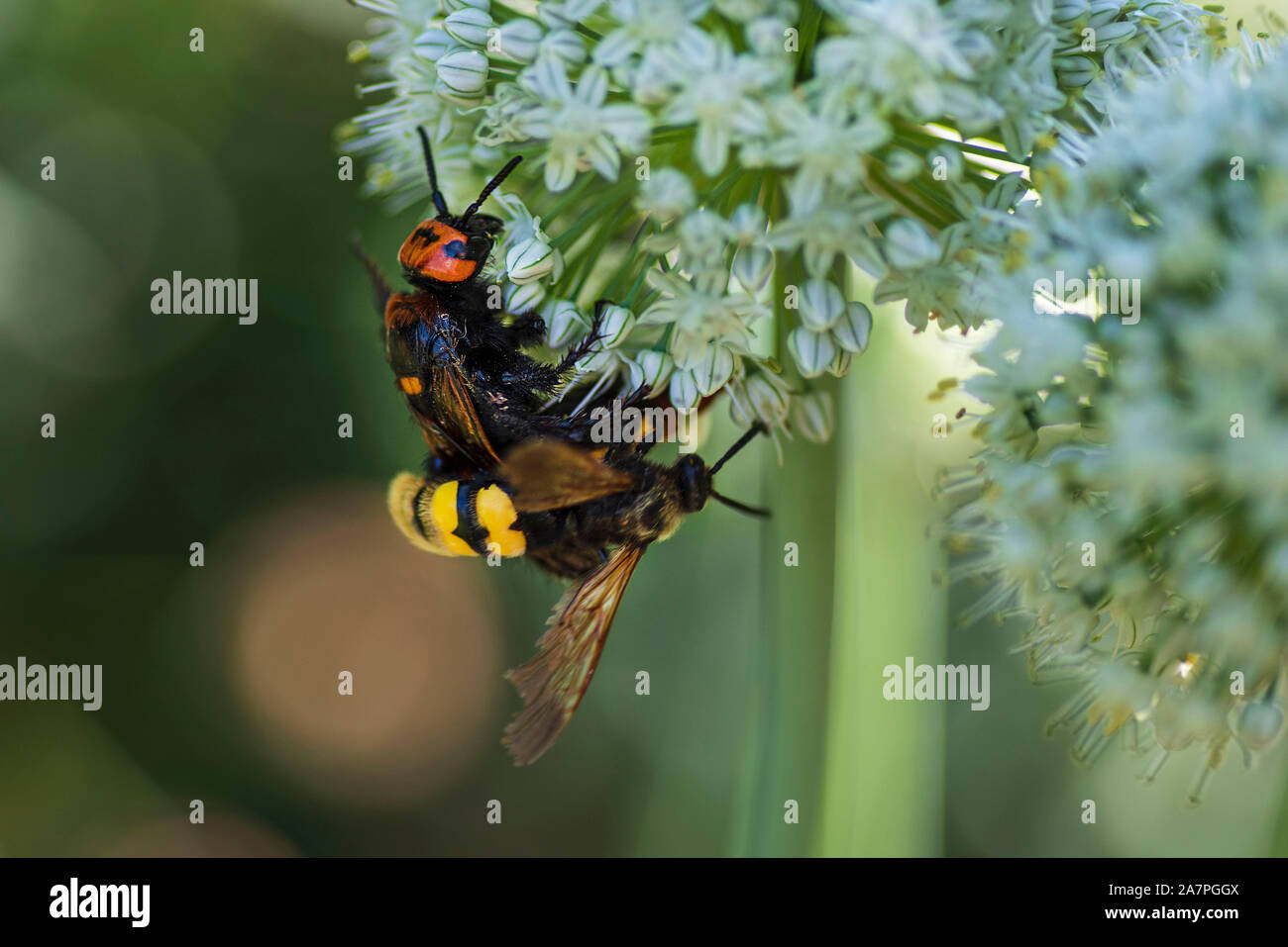 Megascolia maculata. Le Mammoth Wasp. Scola guêpe géante sur une fleur d'oignon. Scola lat. Megascolia maculata est une espèce de grand de la famille des guêpes Banque D'Images