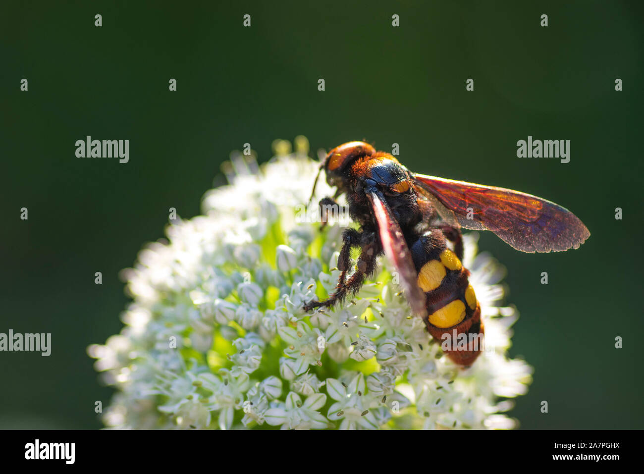 Megascolia maculata. Le Mammoth Wasp. Scola guêpe géante sur une fleur d'oignon. Scola lat. Megascolia maculata est une espèce de grand de la famille des guêpes Banque D'Images