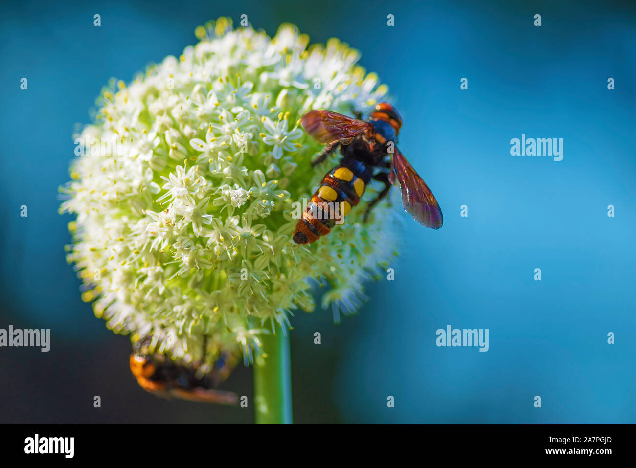 Megascolia maculata. Le Mammoth Wasp. Scola guêpe géante sur une fleur d'oignon. Scola lat. Megascolia maculata est une espèce de grand de la famille des guêpes Banque D'Images