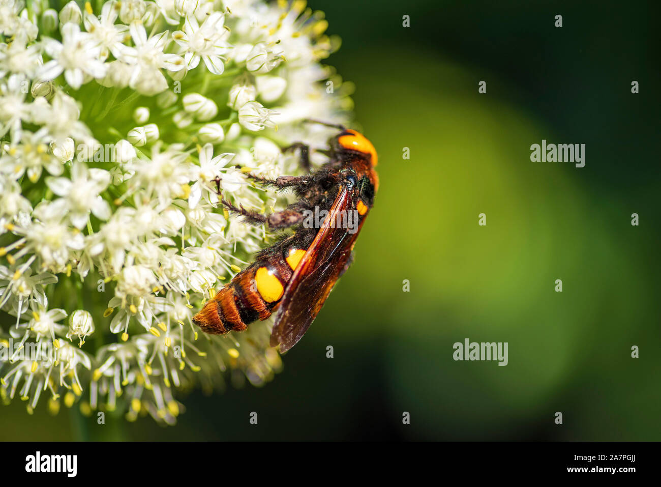 Megascolia maculata. Le Mammoth Wasp. Scola guêpe géante sur une fleur d'oignon. Scola lat. Megascolia maculata est une espèce de grand de la famille des guêpes Banque D'Images