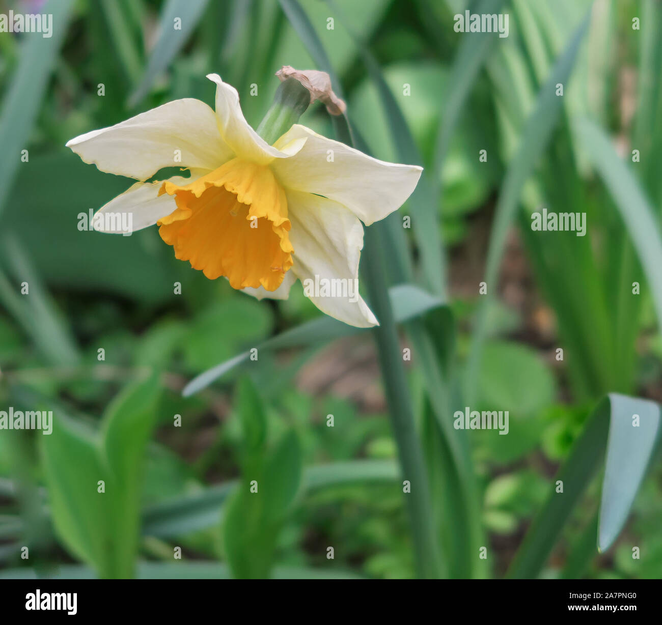 Narcisse jaune dans le jardin Banque D'Images