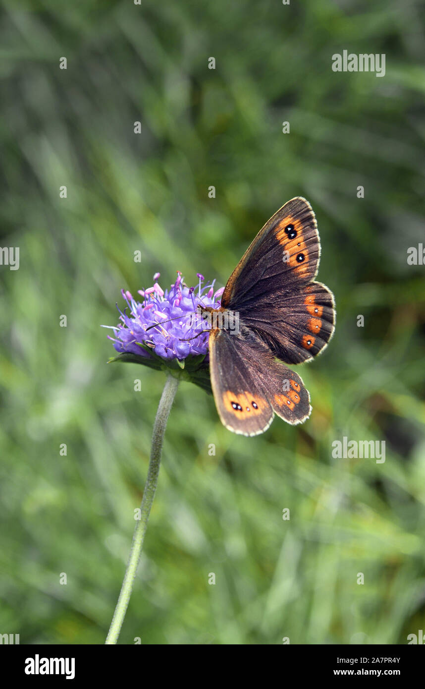 Scotch argus;butterfly;Grantown on Spey;Ecosse Banque D'Images