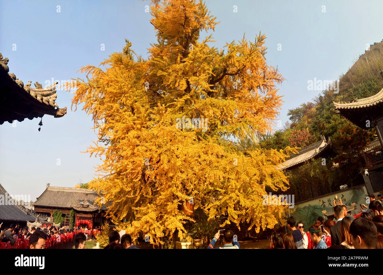 Les touristes voir le vieux ginko arbre avec feuilles d'or à l'Ancien Temple bouddhiste Zen Kwanyin (gu Temple Bouddhiste Guanyin) dans le Mountain Vues Zhongnan Banque D'Images