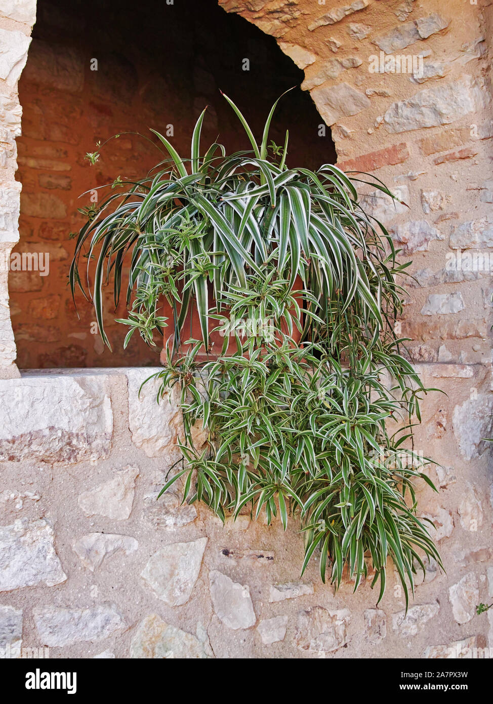 Spécimen de Plante araignée, Chlorophytum comosum 'Vittatum' Banque D'Images