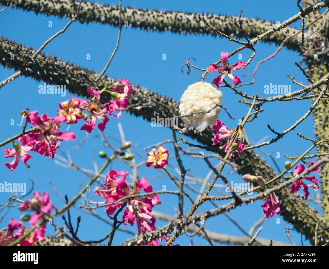 Les fleurs blanches et roses de l'arbre de coton fibre synthétique (Ceiba Pentandra) créer une odeur qui attire les chauves-souris, qui facilitent le pollen quand c Banque D'Images