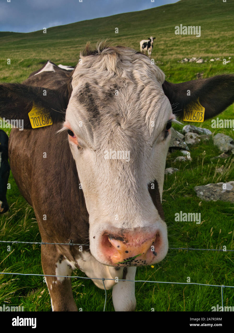 Un gros plan d'une vache laitière de race Ayrshire dans un champ en Shetland, Écosse, Royaume-Uni Banque D'Images