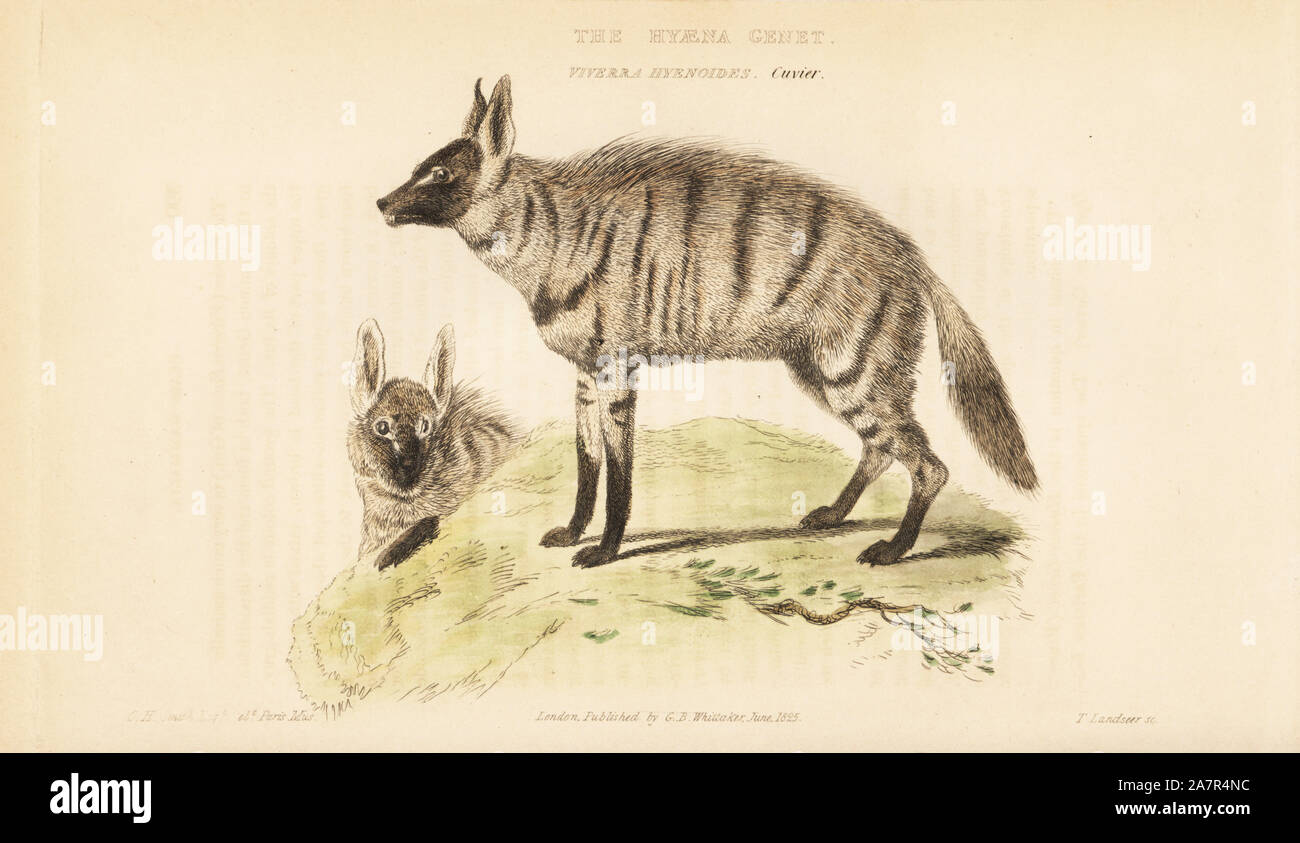 Aardwolf, Proteles cristata (Hyaena, civette Viverra hyenoides). La gravure sur cuivre coloriée par Thomas après Landseer une illustration par Charles Hamilton Smith, de Edward Griffith le royaume animal par le Baron Cuvier, Londres, Whittaker, 1825. Banque D'Images